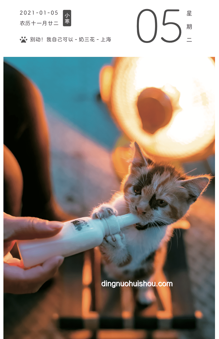 断眉找到了属于自己的猫薄荷：解读猫薄荷的魅力与影响